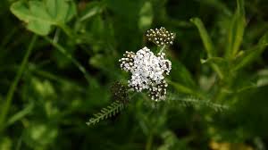 Yarrow Flower Close Up Achillea Millefolium Medical Herb Medicine Plant In Stock Footage Achillea Millefolium Close Y Yarrow Flower Flower Close Up Flowers