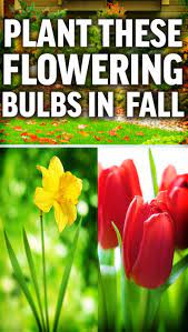How To Plant Early Spring Flower Bulbs In Fall Early Spring Flowers Spring Flowering Bulbs Bulb Flowers