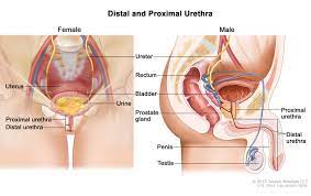 This series leaves off at part 12 due to. Female Lower Body Parts Diagram The Uterus Structure Location Vasculature Teachmeanatomy You Can Turn Parts On And Off Using The Check Marks By Each Object Or Group Of Objects Dariokrtalmeida