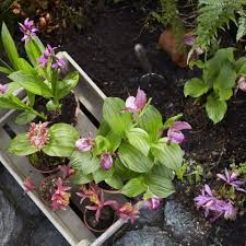 If you're looking for garten orchideen images information connected with to the garten orchideen interest, you have visit the ideal site. Winterharte Gartenorchideen Fur In Deinen Garten Garden Orchid