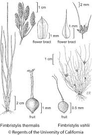 Image result for Fimbristylis