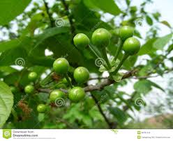 Las Cerezas Verdes Foto De Archivo Imagen De Salud Frescura 38787442