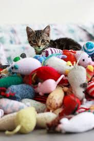 Knit And Purrl Battersea Cats And Their New Toys Cats Cat Love Crazy Cats