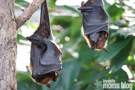 However, people would generally advise against allowing bats to live in the attic. I Have What Living In My Attic