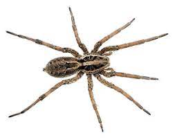 Most wolf spiders spend their time on the ground. Wolf Spider Facts Wolf Spider Control Terro