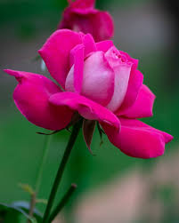 Pin On All About Roses