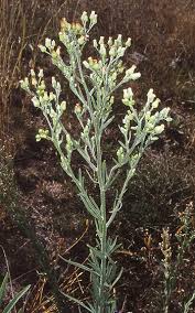 Image result for Erigeron bonariensis