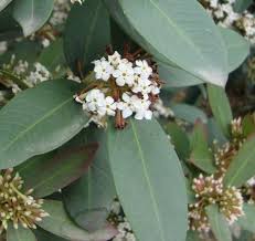 Image result for Acokanthera schimperi