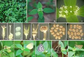 Image result for Spermacoce ocymoides