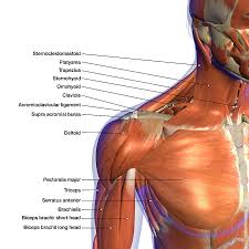 Choose from 500 different sets of flashcards about neck anatomy back neck upper on quizlet. Neck Muscle Chart Rasem