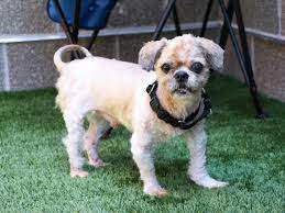 Some of the minnesota, mn cities that we plan to include puppies for sale and rescue organizations are listed below. Adorable Video Shows Stray Dog Transformation After Shaving 6 Pounds Of Matted Fur