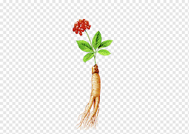 samgye tang korean cuisine chinese herbology american ginseng traditional chinese medicine others natural foods traditional chinese medicine plant stem png pngwing samgye tang korean cuisine chinese