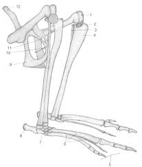 The frog's skeletal and muscular systems consist of its framework of bones and joints, to which nearly all the voluntary muscles of the body are attached. Epipubic Bone Wikipedia