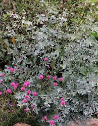 Popular culinary uses include infused butter and sauces, herbal jelly, or on the grill to create a smoky flavor! Eucalyptus Gunnii Silver Drop Buy Online At Annie S Annuals Eucalyptus Plant Outdoor Eucalyptus Plant Plant Outdoor