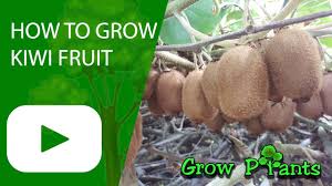In fact, at least one male plant for every eight female kiwi plants is required. Golden Kiwifruit Plant How To Grow Care