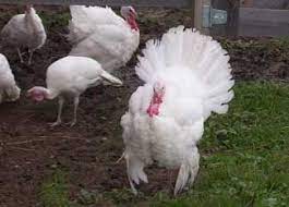 Why The Midget White Turkey Is The Perfect Homestead Turkey Raising Turkeys Chickens Backyard Turkey Breeds