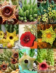 Image result for Huernia