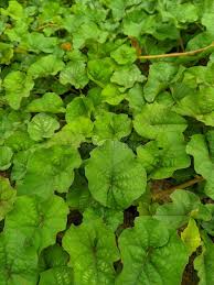 Image result for Merremia emarginata