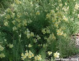 Image result for Scrophulariaceae