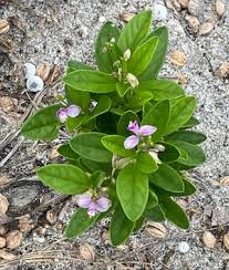 Image result for Polygala arenaria
