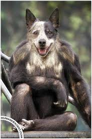 My humorous animal antics greeting card. Chimpog Photoshopped Animals Funny Animals Animal Mashups