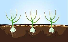 Como Plantar Y Cosechar Ajo Paso A Paso Growing Garlic When To Plant Garlic Plants