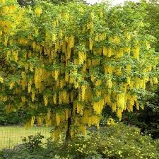 Image result for Laburnum anagyroides