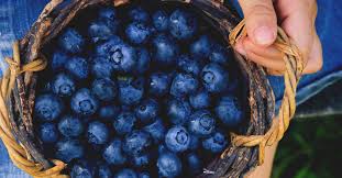 Diabetes And Blueberries Weight Loss Insulin Sensitivity