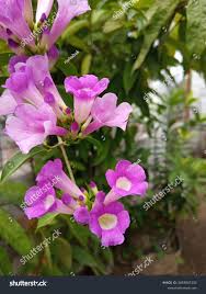 Image result for Bignonia callistegioides