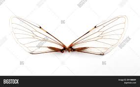This paper is as thin as cicada wings and that is where it got its name from. Cicada Wings Image Photo Free Trial Bigstock