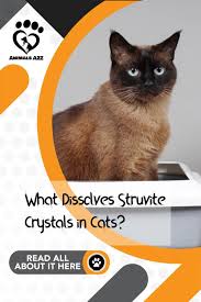 Struvite crystals consist of magnesium, ammonium and phosphate. What Dissolves Struvite Crystals In Cats Senior Cat Care Cat Health Problems Cat Life Hacks