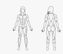 Coloring instructions on the middle ﬁgure. Obesity Drawing Human Figure Model Draw A Muscular System Hd Png Download Transparent Png Image Pngitem