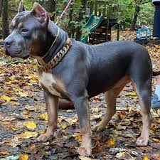 Crump's kennels produces only the top muscular american bully xl puppies for sale from superior bloodlines. Incredibullz Tx Xl Bullies On Instagram Incredibullz Rogue Of Stormy Cove Kennels Jakngilly 9 Months Soooooo P Bully Breeds Dogs Bully Dog Bully Breeds