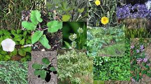 Lawn weeds with yellow flowers nz. Top 20 Worst Garden Weeds In New Zealand