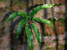 Image result for Asplenium currorii