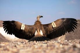 La photographie a reçu le en effet, il n'avait pas tout de suite chassé l'oiseau mais avait d'abord pris quelques clichés ; Les Vautours Fauves Sont Les Rois Des Oiseaux En Israel Alliance Le Premier Magazine De La Communaute Juive Actualite Juive Israel Antisemitisme Info