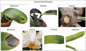 recognizing and eliminating orchid diseases growing