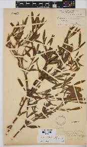 Image result for Geigeria schinzii