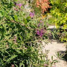 Image result for Vernonia guineensis