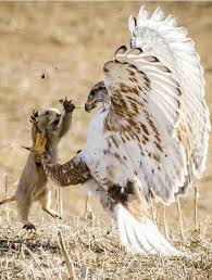 Birds With Human Arms Youtube Dang Missed The High Five Nature Birds Birds Beautiful Birds