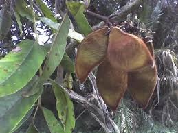 Image result for Millettia dura