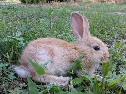Easter, which celebrates jesus christ's resurrection from the dead. Almond Brown Bunny Side View By Ampamuka Via Flickr Beautiful Nature Wallpaper Character Design Inspiration Nature Wallpaper