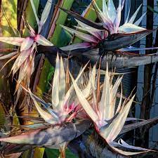 Strelitzia Nicolas A K A Wild Banana Or Giant White Bird Of Paradise Birds Of Paradise Plant Paradise Plant Birds Of Paradise