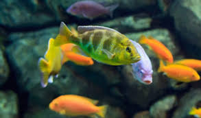 African Cichlids Tank : R/Aquariums