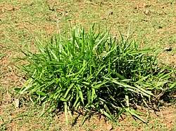 Image result for Urochloa eminii