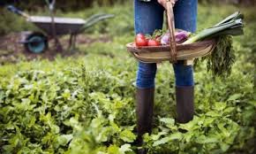Elegant mature women, hot milfs and depraved grannies at glav matures. What To Plant In Spring In Melbourne All Green Nursery