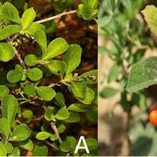 Image result for Ehretia rigida