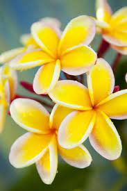 Most fragrant flowers in the world. 37 Garden Fragrant Flower Plants Ideas Fragrant Flowers Plants Planting Flowers