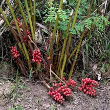 Image result for Renealmia africana