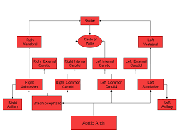 Anatomy of the body internal organs. 9 Head Arteries Flowchart Download Scientific Diagram